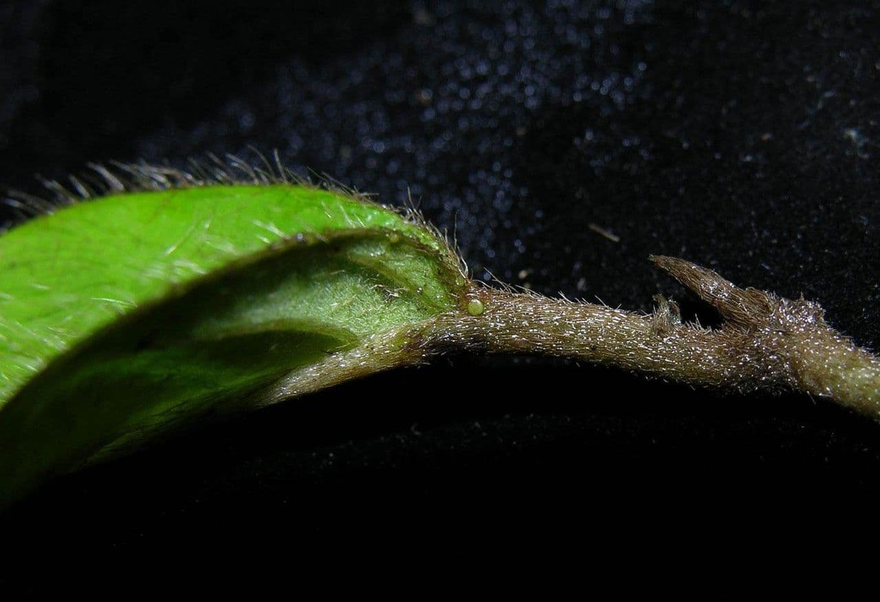 Hiraea 11