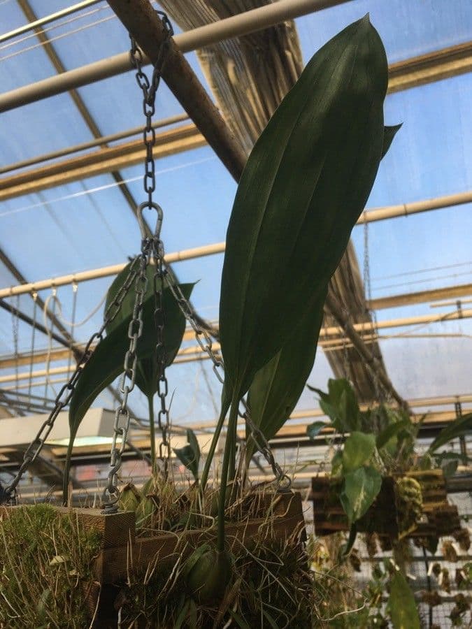 Stanhopea 6
