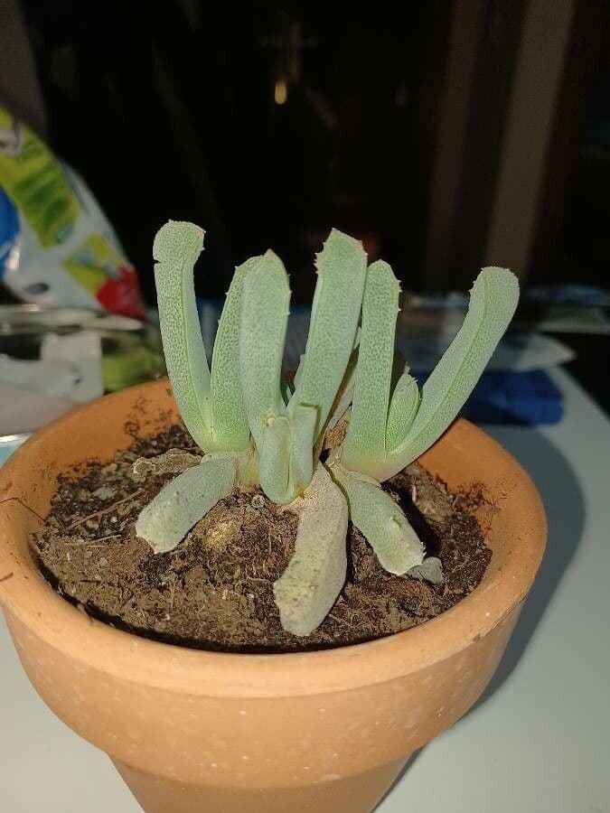 Cheiridopsis 8
