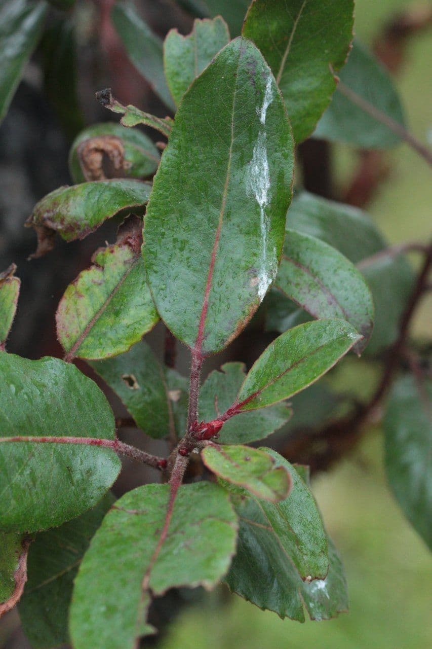 Arbutus xalapensis 17