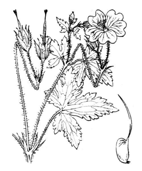 Bocianik 20