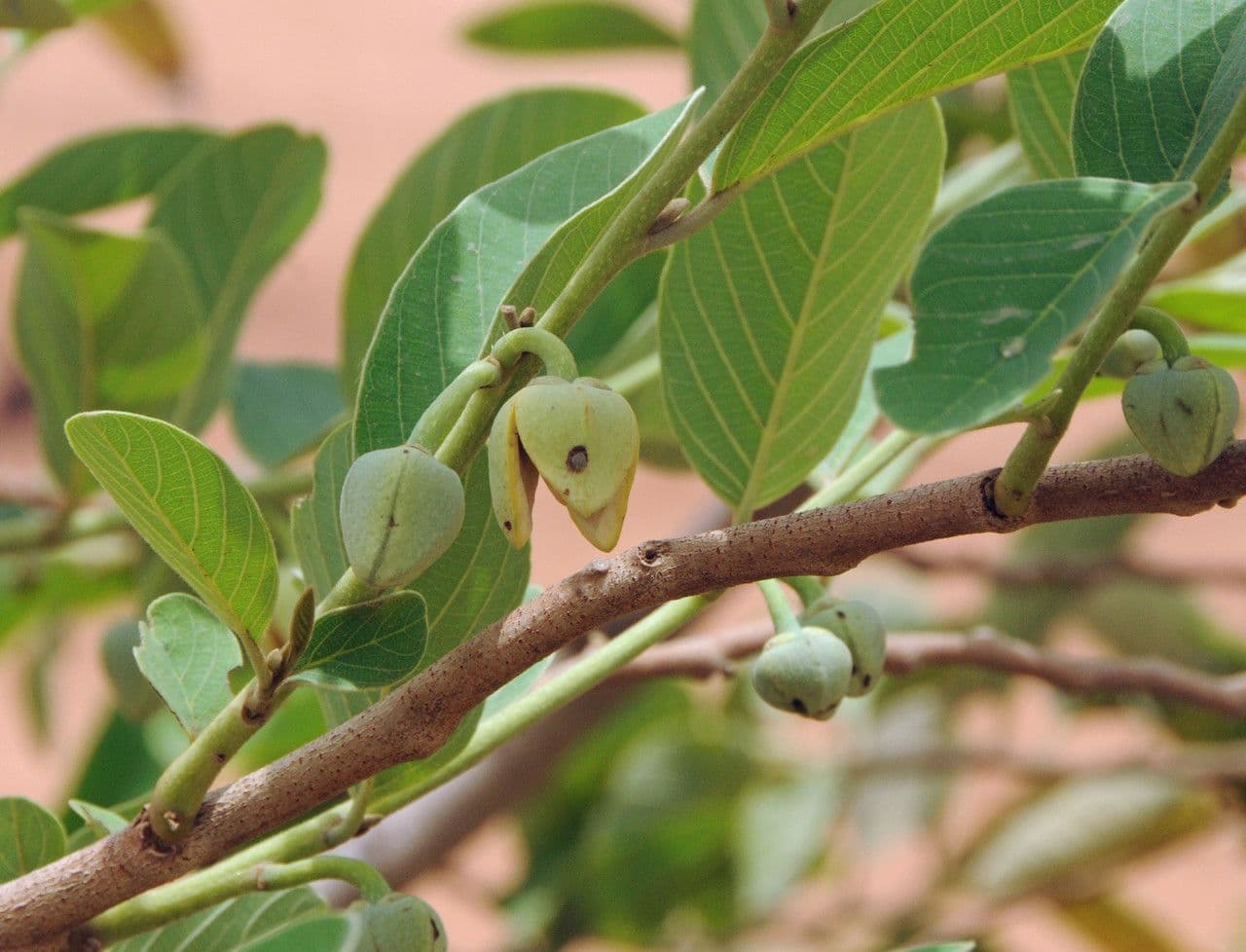 Annona senegalensis 4