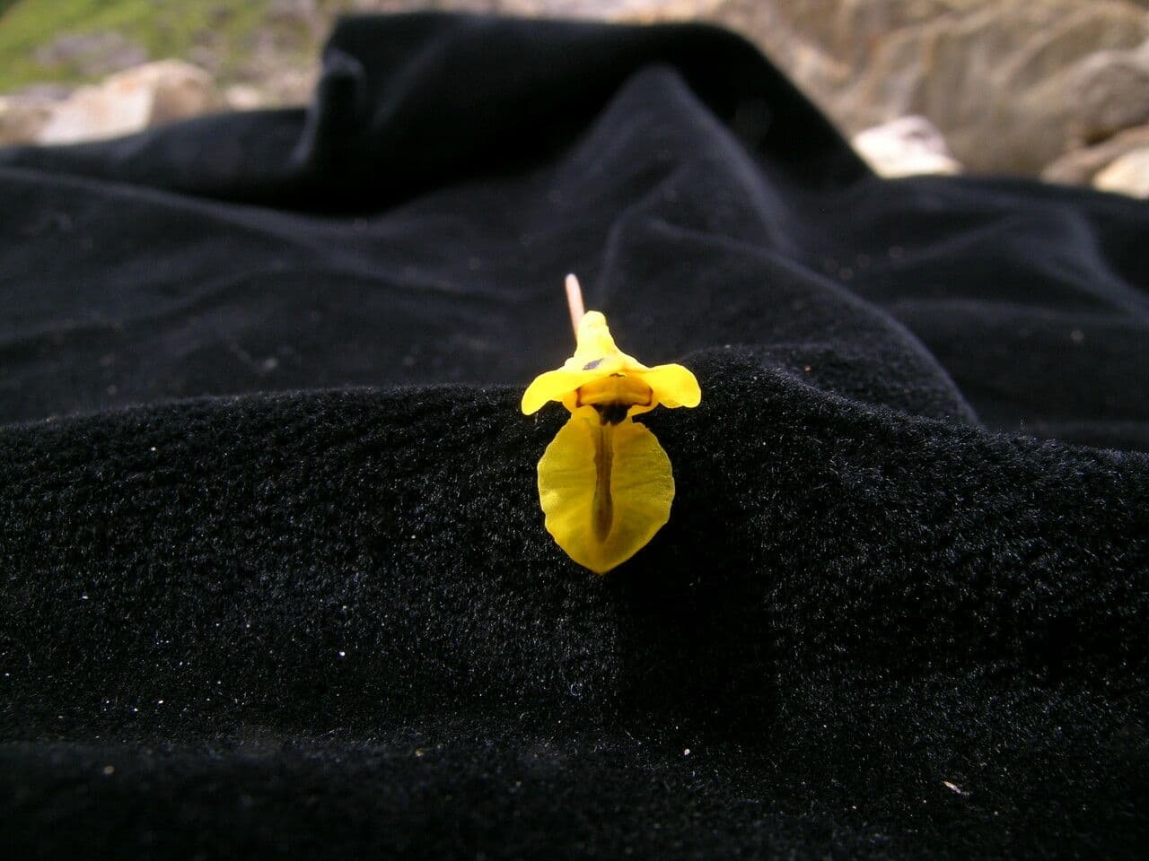 Fumaria 6
