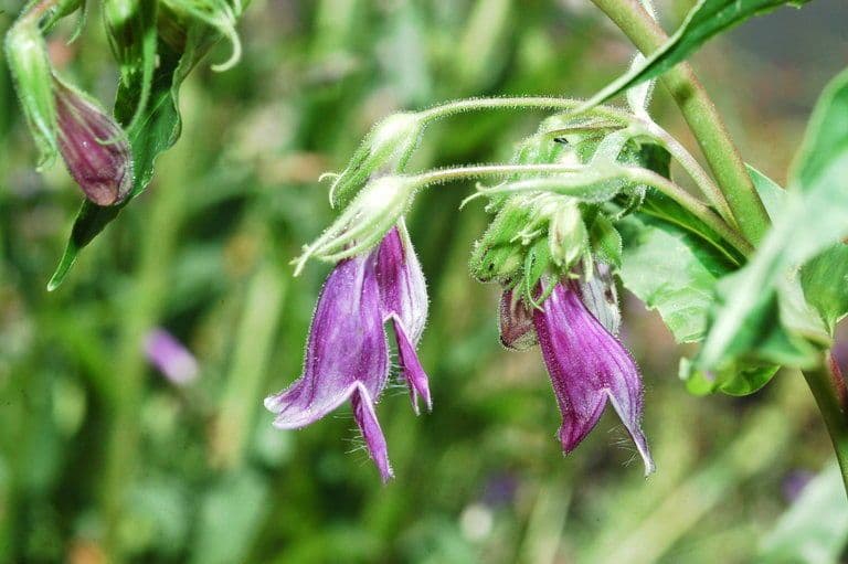 Penstemon 3