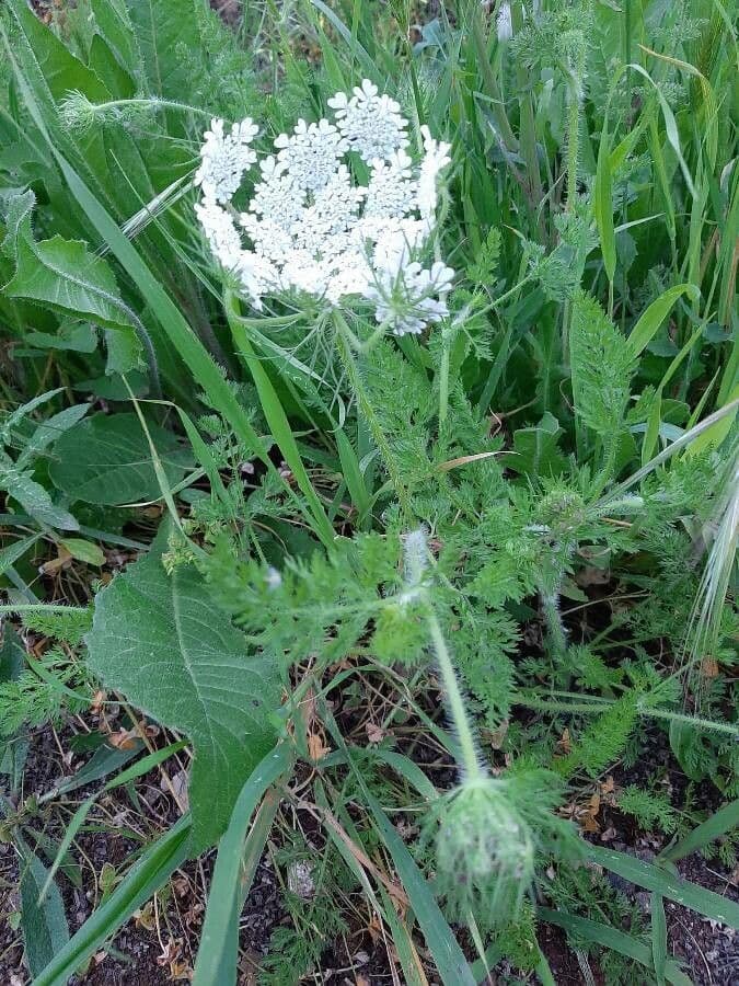 Carota 11