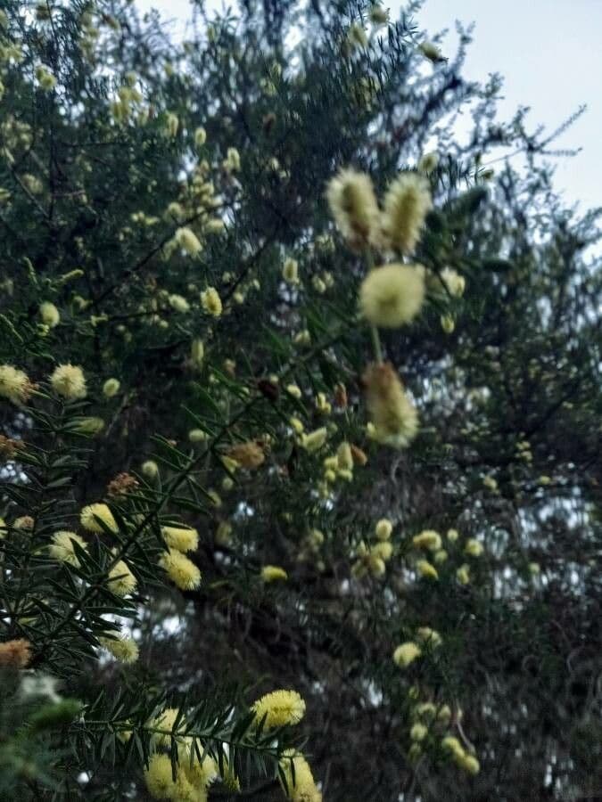 Acacia verticillata 10