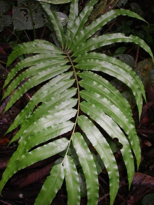 Thelypteris 4