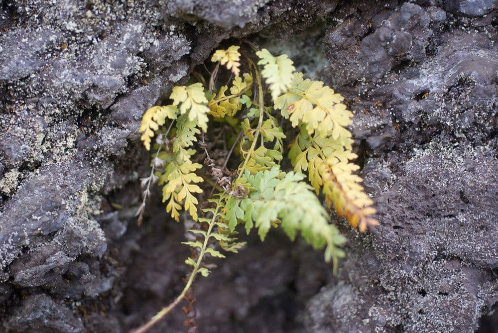 Asplenium