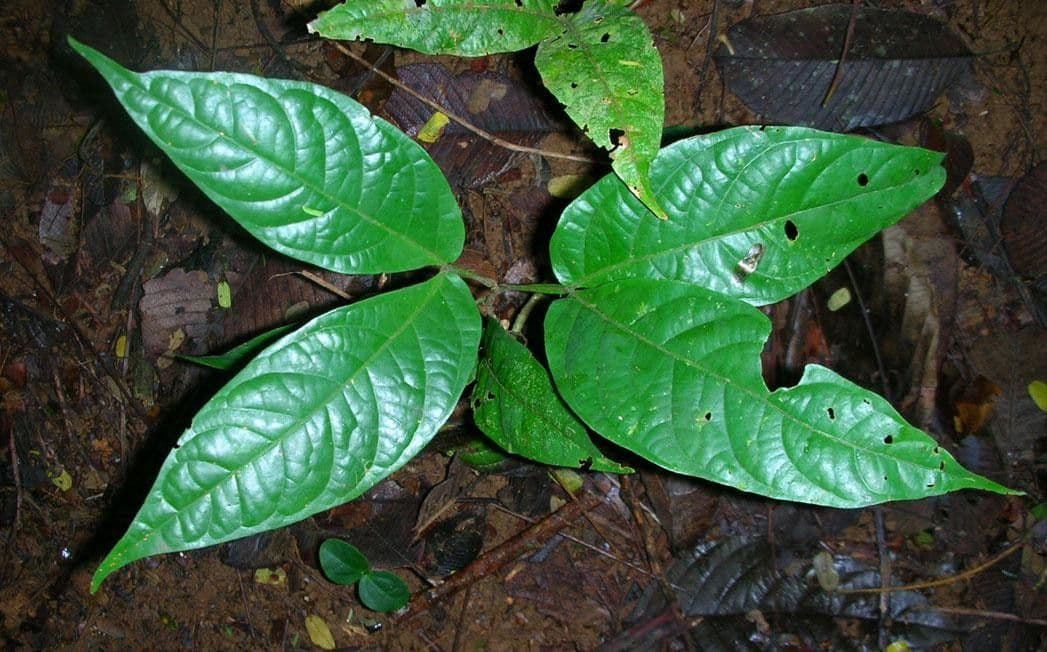 Inga 8