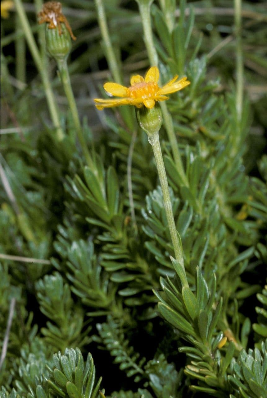 Senecione