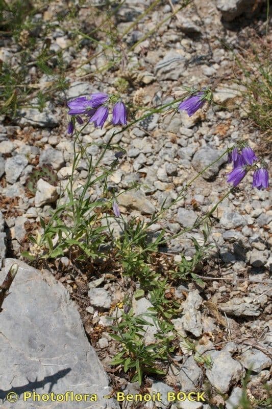 Campanula 10