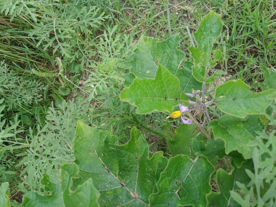 Solanum dimidiato 8