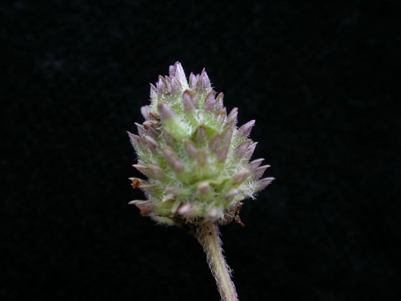 Platostoma