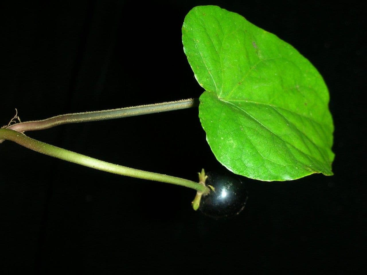 Geophila 9