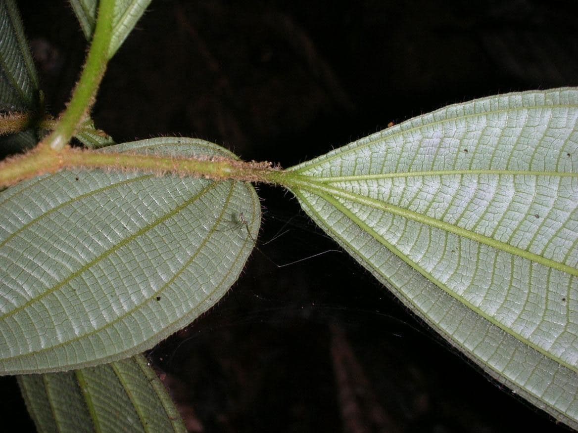 Miconia 7
