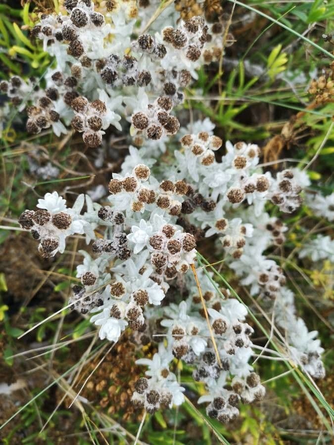 Achillea marittima 10