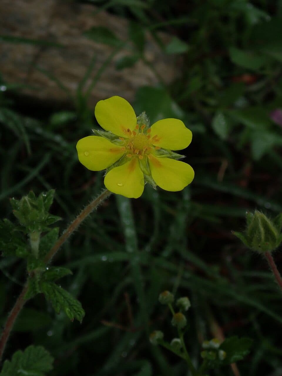 Mochna Griffithova 3