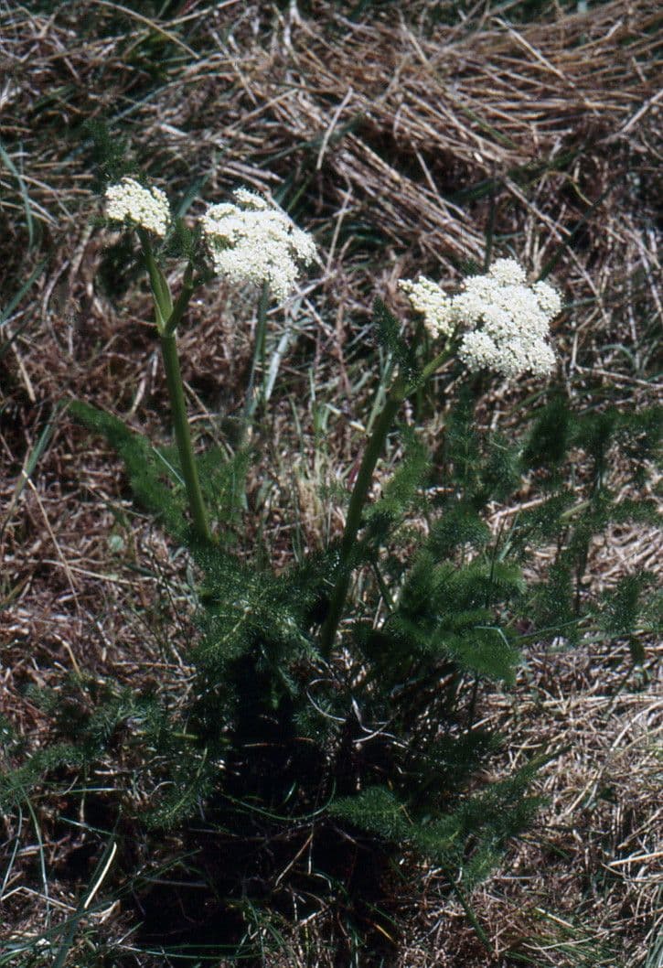 Finocchiella 13