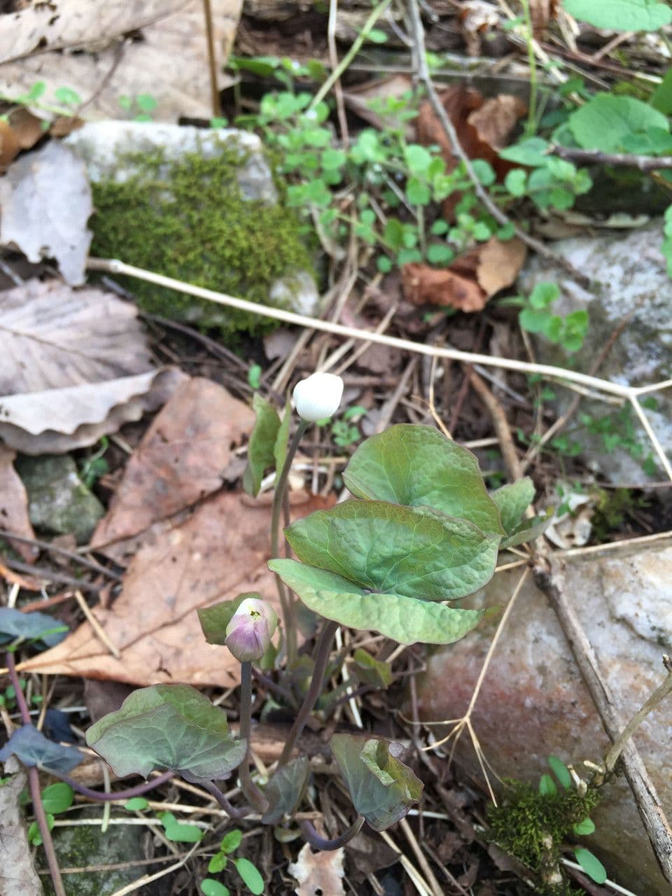 Jeffersonia diphylla 14