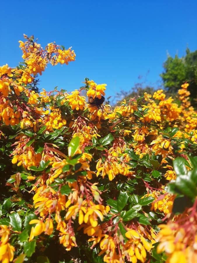 Berberis de Darwin 7