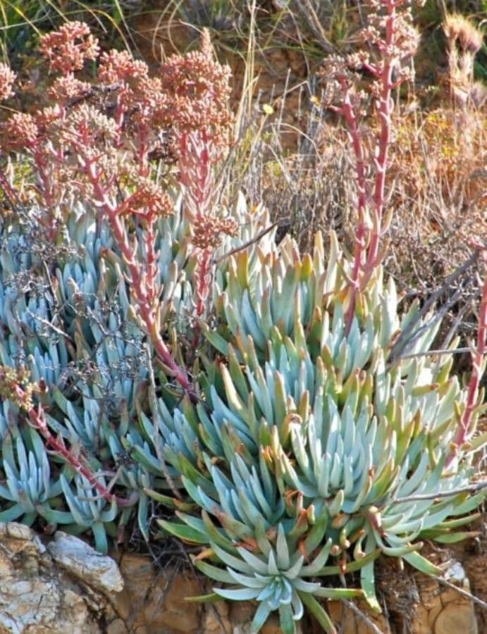 Dudleya verde 10
