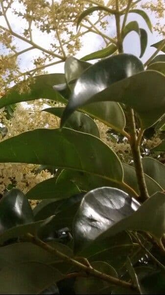 Magnolia grandiflora 17