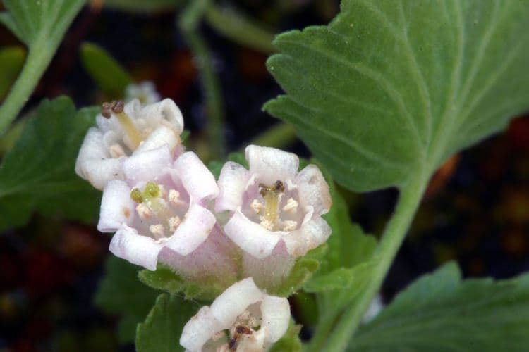 Ribes cereo 7