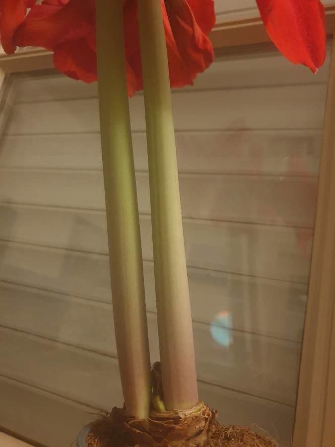 Amaryllis regina 24