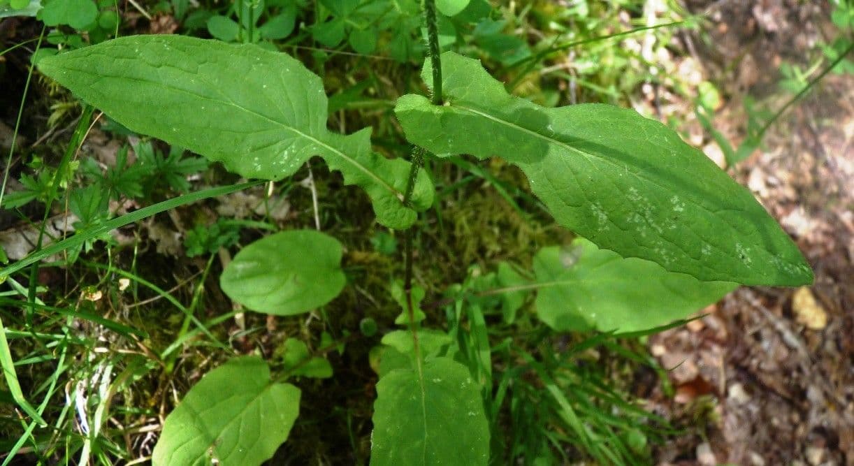Radicchiella 14