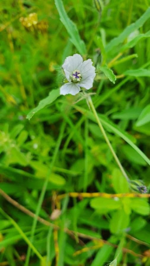 Schmalblättrige Monsonia 6