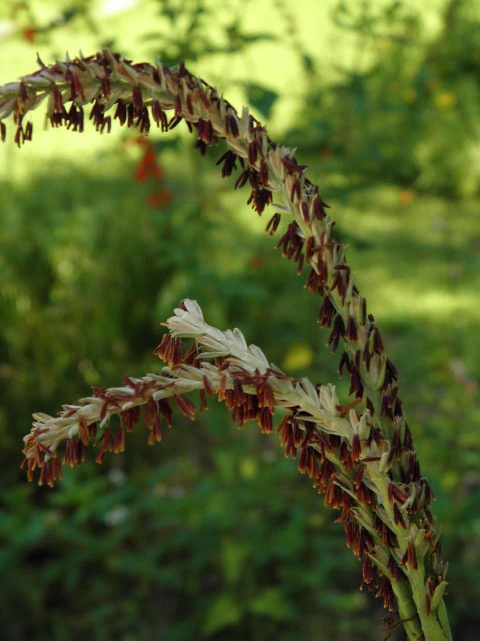 Tripsacum dactyloides 5