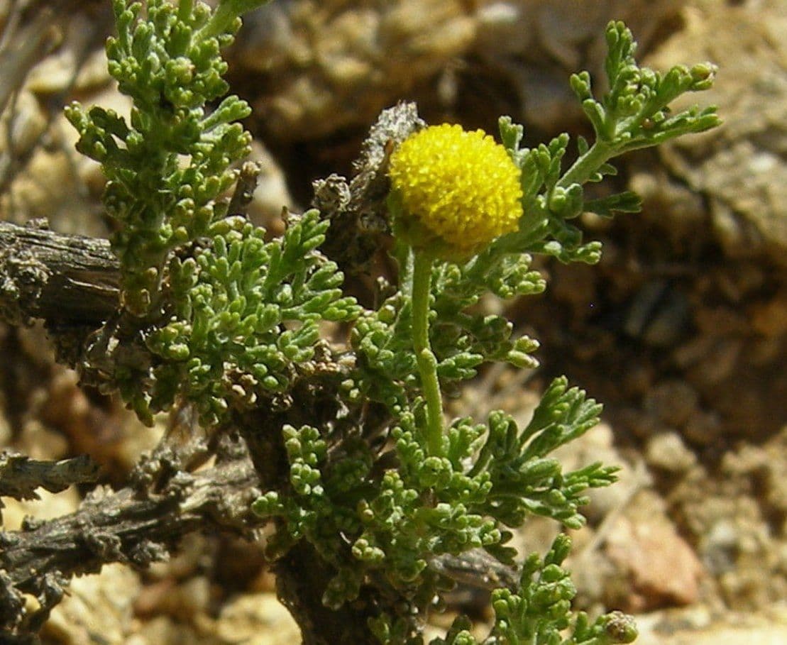 Pentzia grigia 4