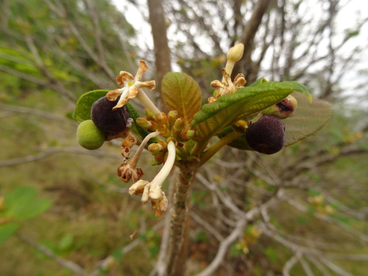 Guettarda scabra 2