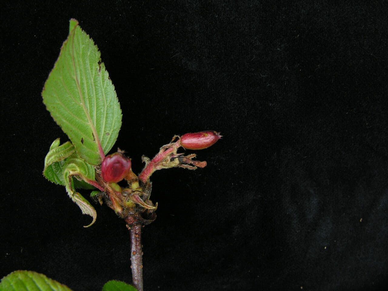 Großblütige Viburnum 5