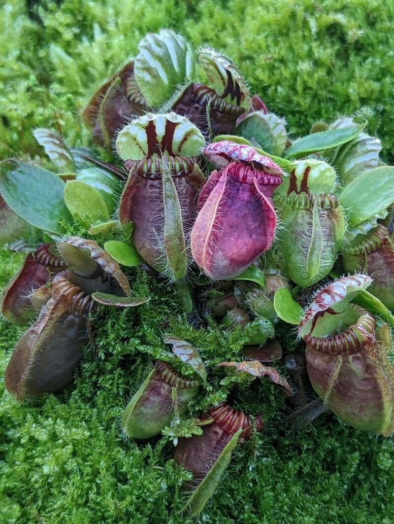 Cephalotus 12