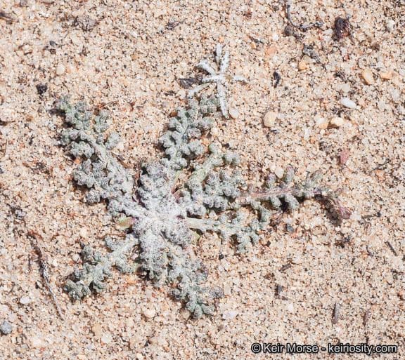 Chaenactis glabriuscula 14