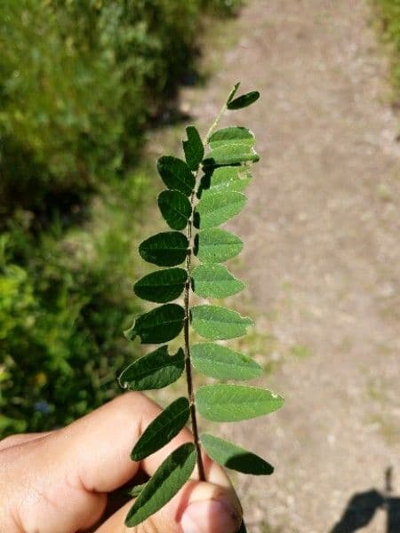Pedicularis bracteosa 14