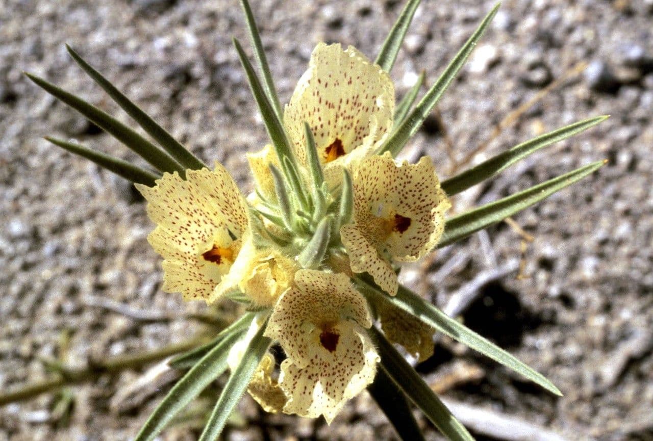 Mohavea confertiflora