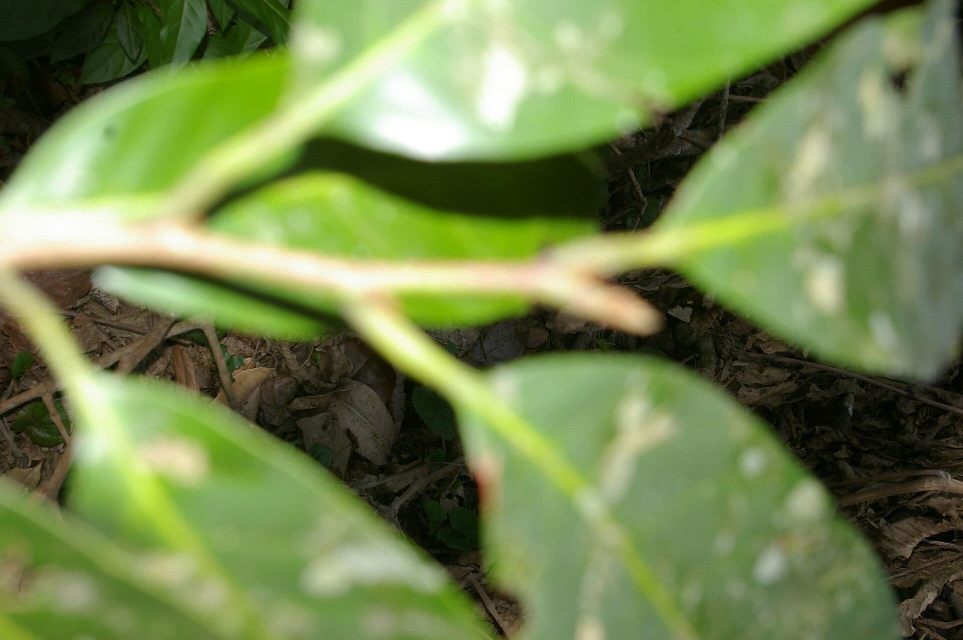 Pouteria 6