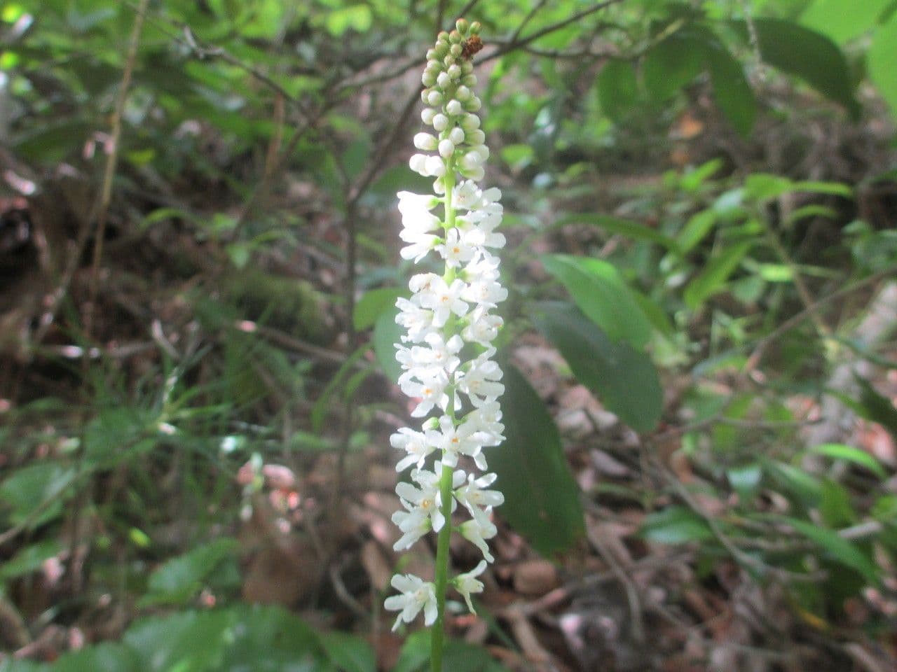 Galax urceolata