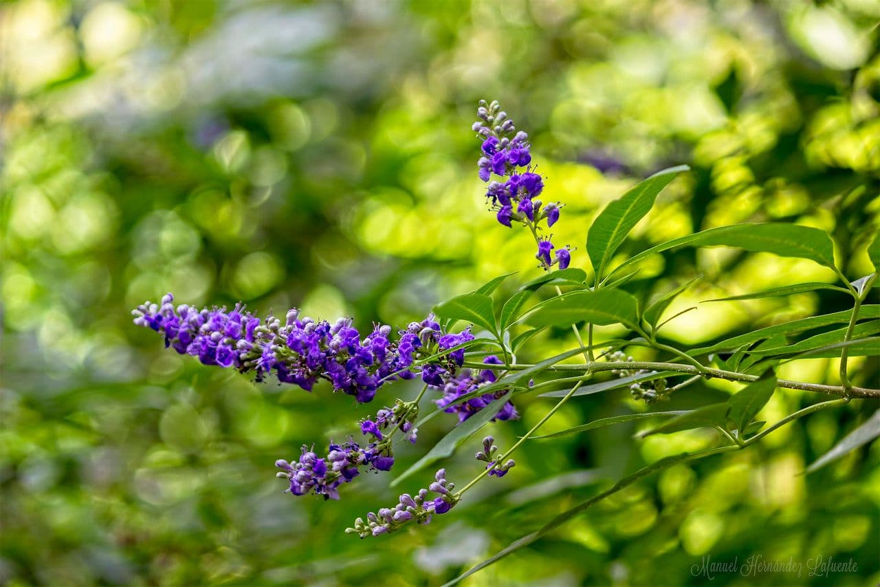 Vitex 18