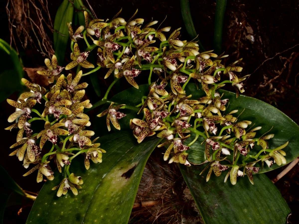 Dendrobium 11