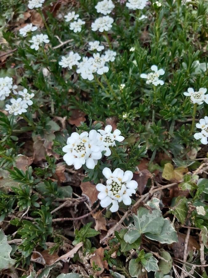 Felsen-Schiffchen 8