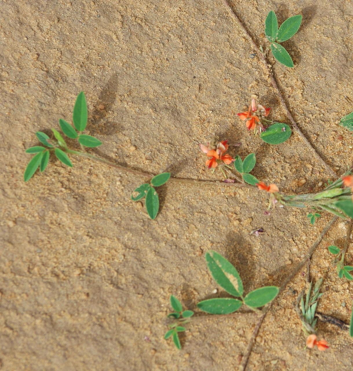 Indigofera 3