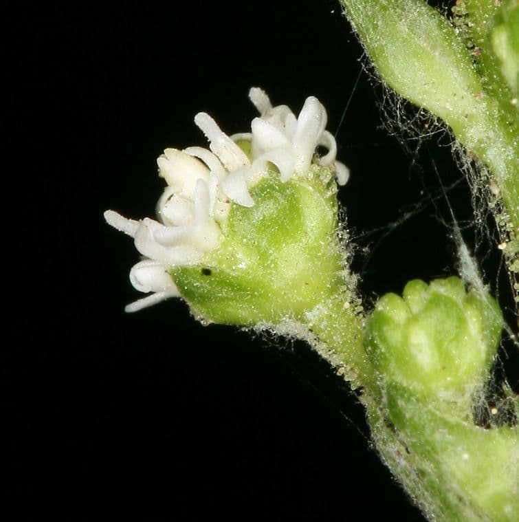 Adenocaulon bicolore 2