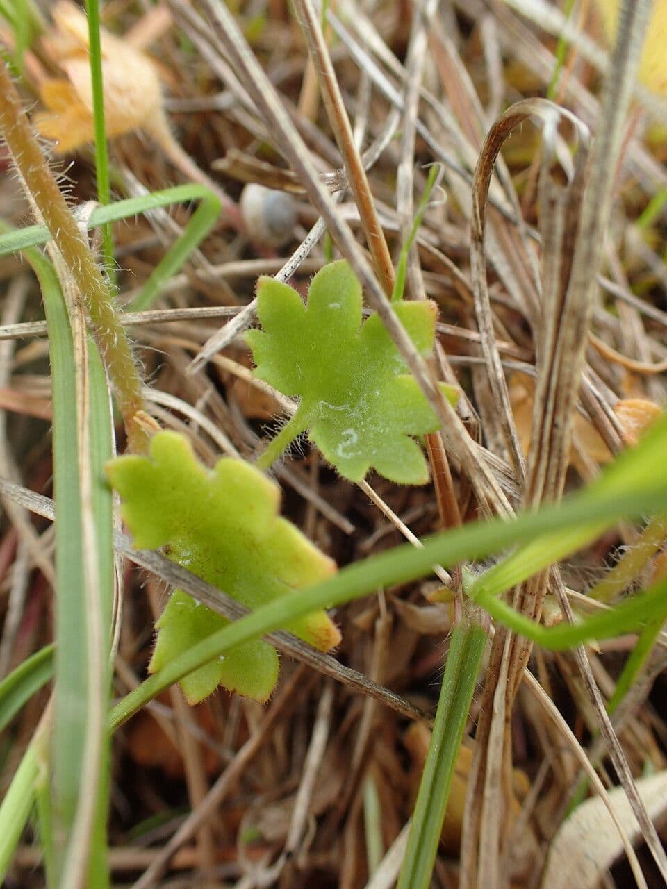 Sassifraga bulbifera 11