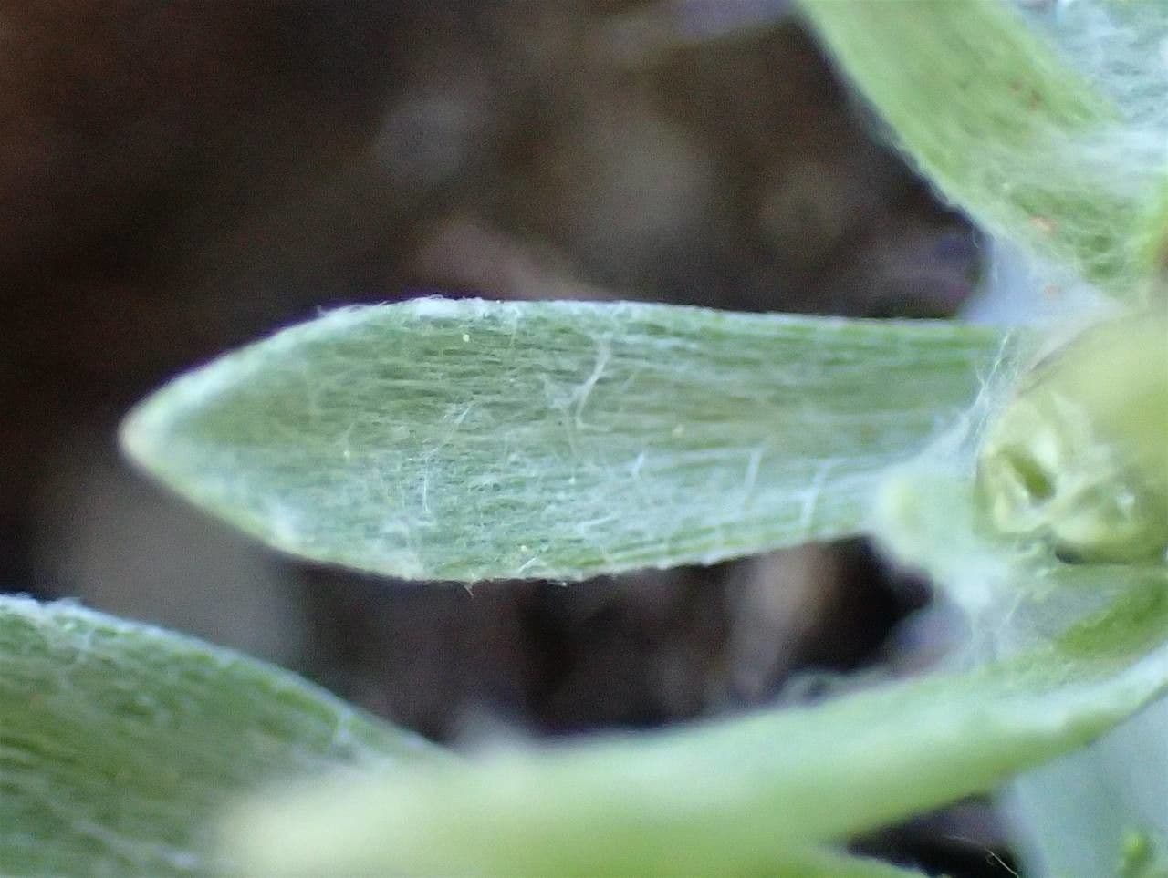 Gnaphalium nano 19