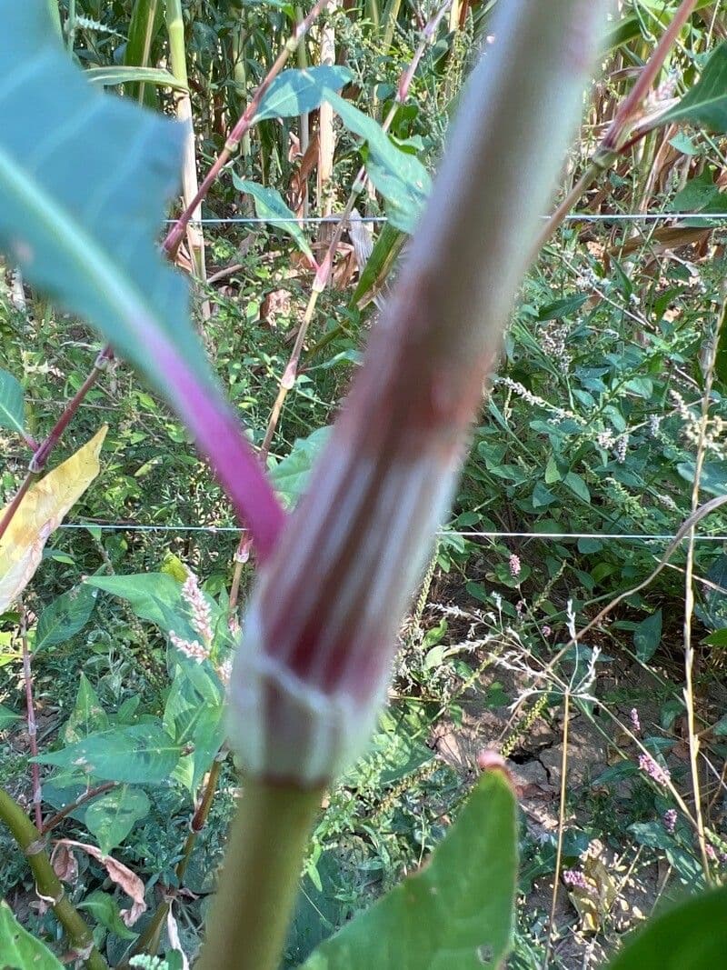 Persicaria de hoja de acedera 28