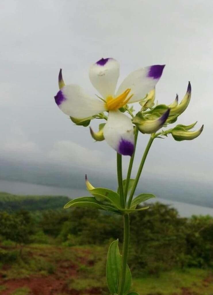 Exacum 2