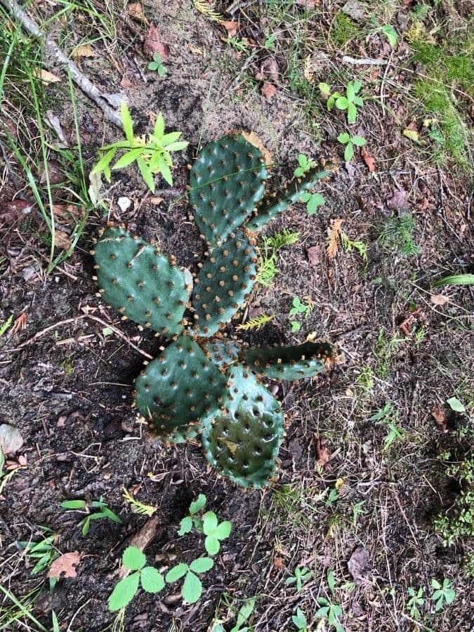 Chenille prickly-pear 15